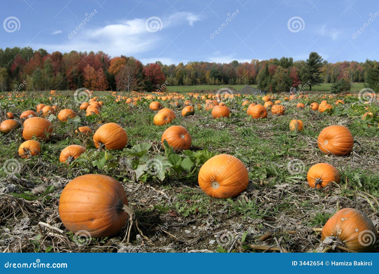 Pumpkins Field Stock Images Image 3442654