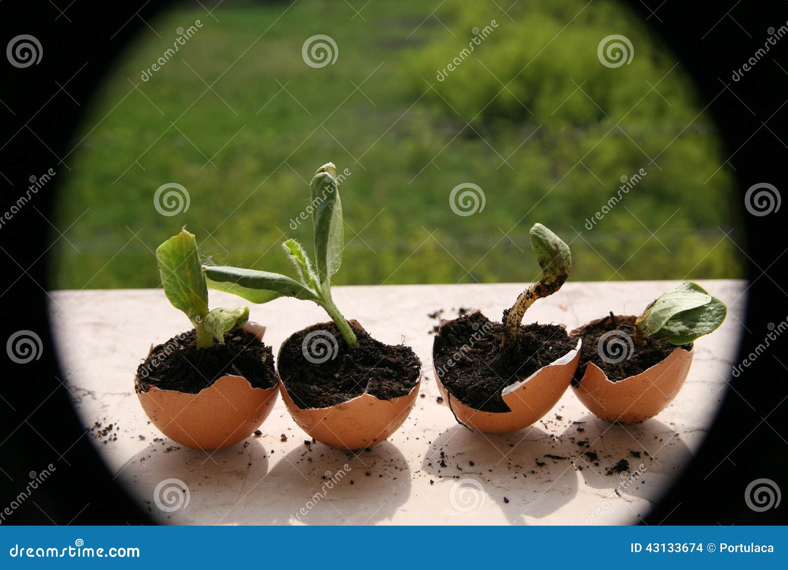 Pumpkins seedbed stock photo. Image of farm, germinating 43133674