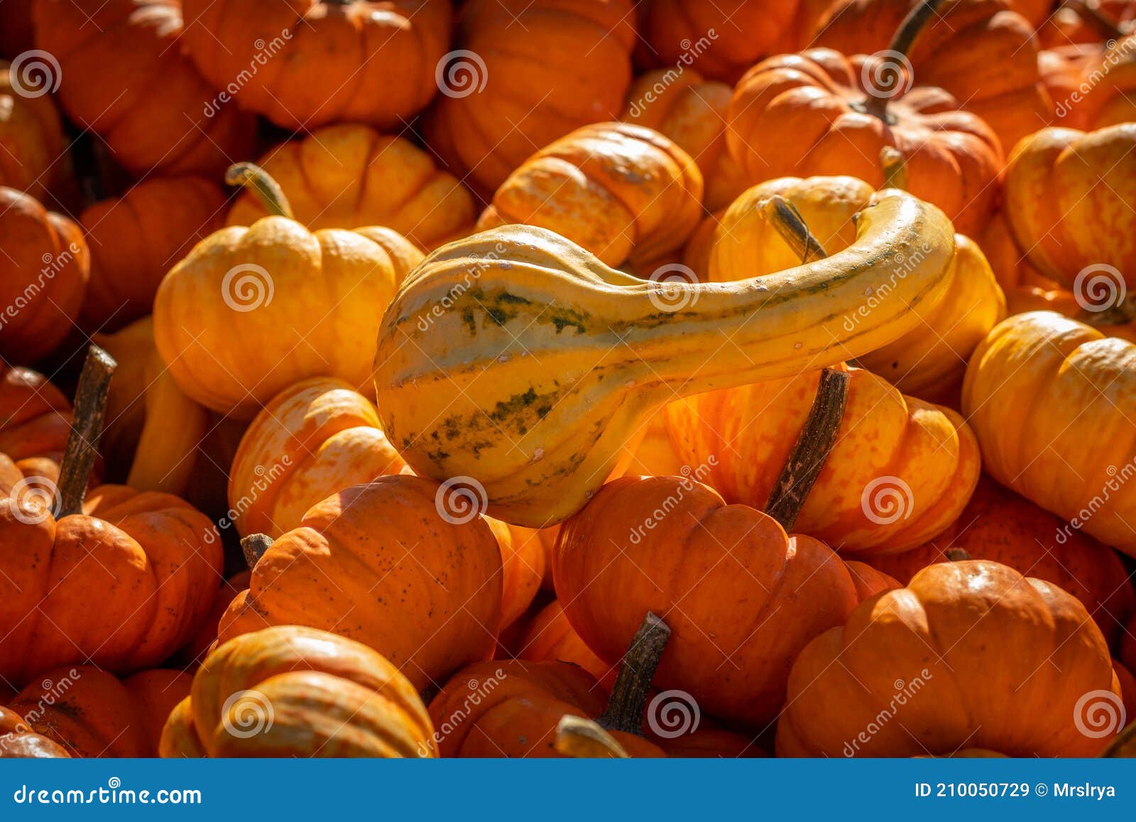 Pumpkins and gourd stock image. Image of pepo, gourd 210050729