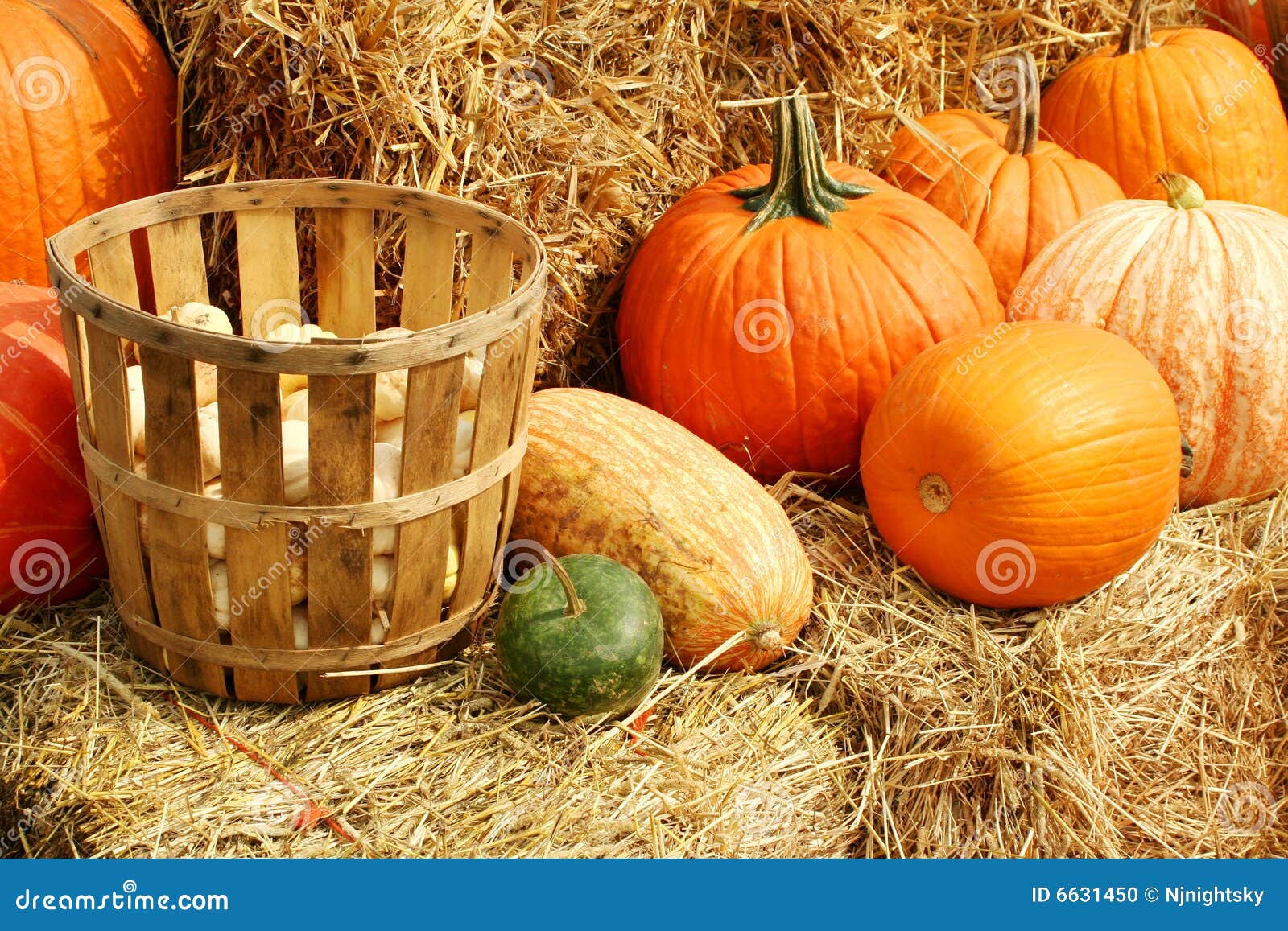 Pumpkins and Gourds in a Basket Stock Photo Image of squash, growing