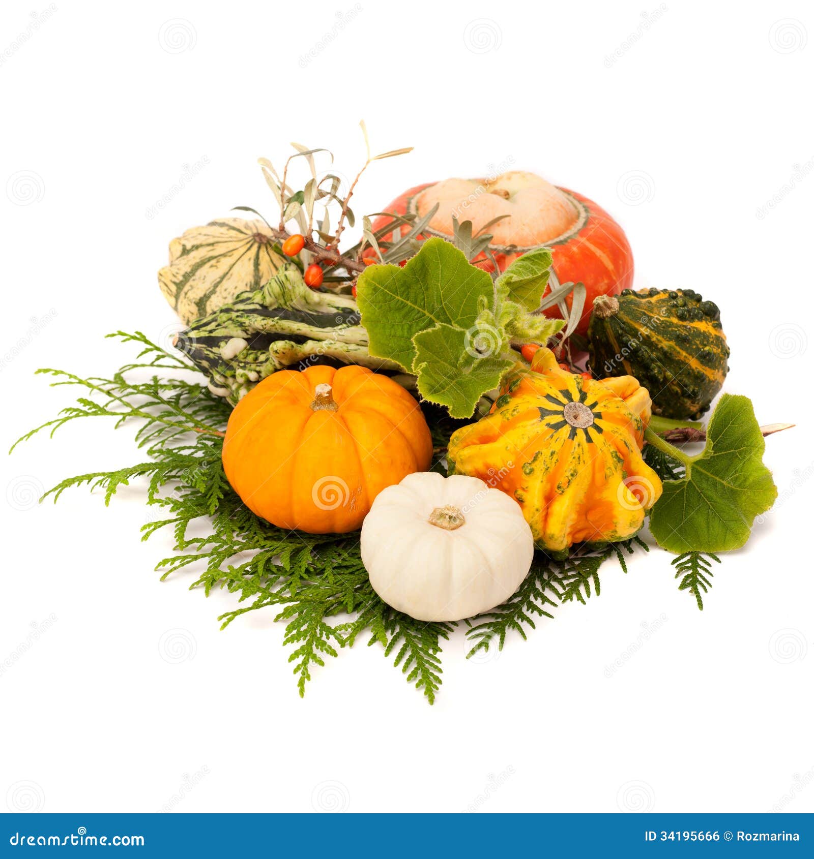 Pumpkins with green leaves stock photo. Image of celebration - 34195666