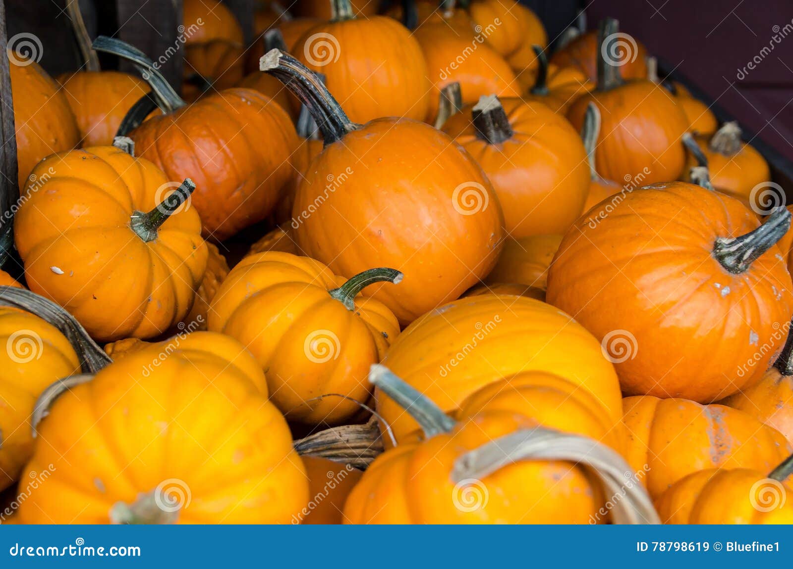 Pumpkins for Halloween stock image. Image of bushel, fall 78798619