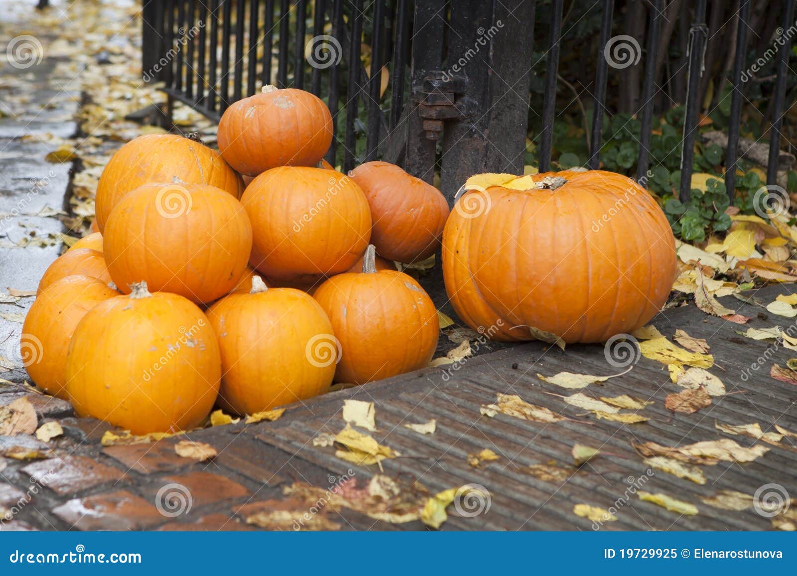 Pumpkins for Halloween Sell in the Street Stock Image Image of