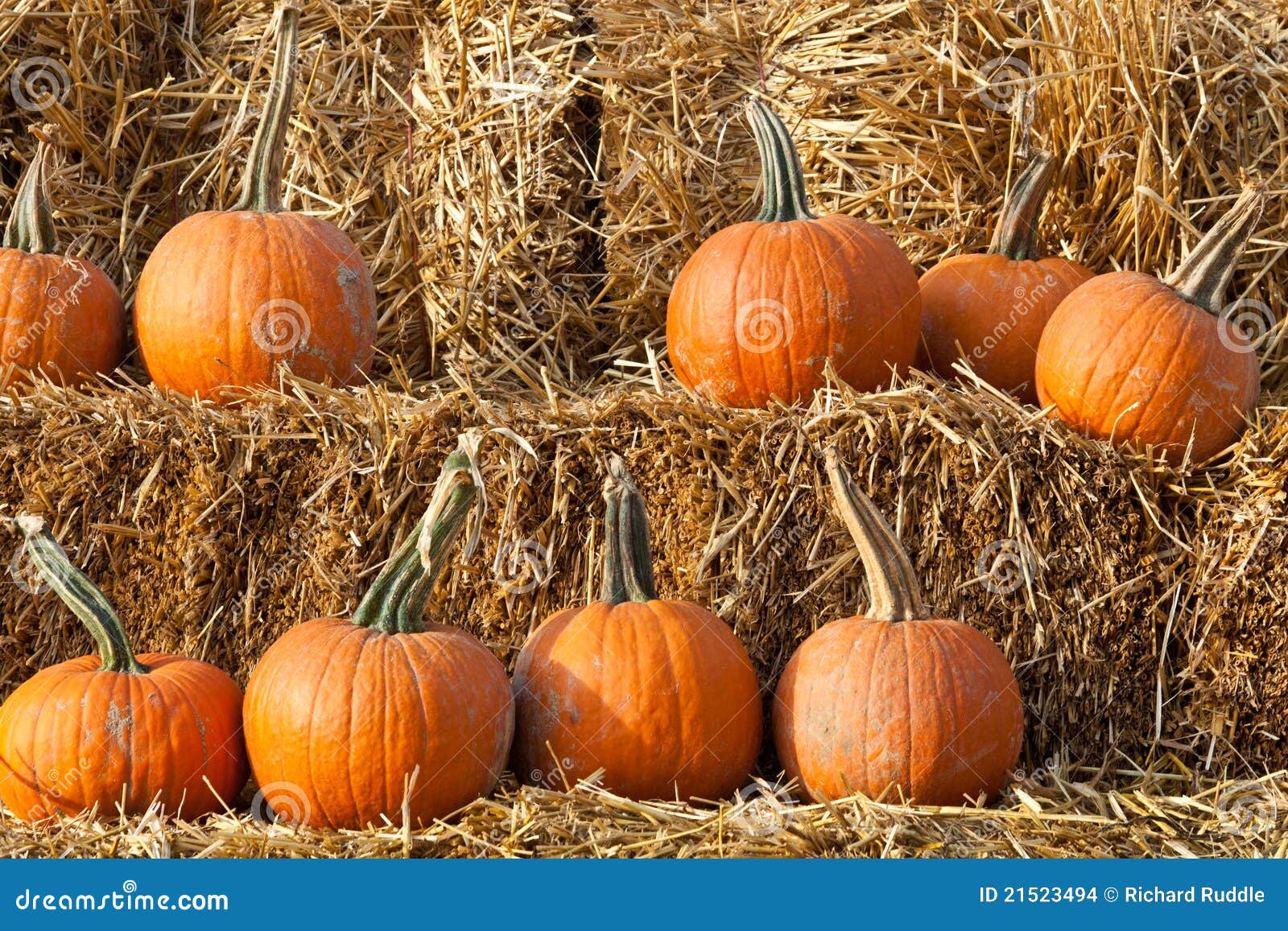 Pumpkins on Hay Bales stock photo. Image of pumpkin, plant 21523494