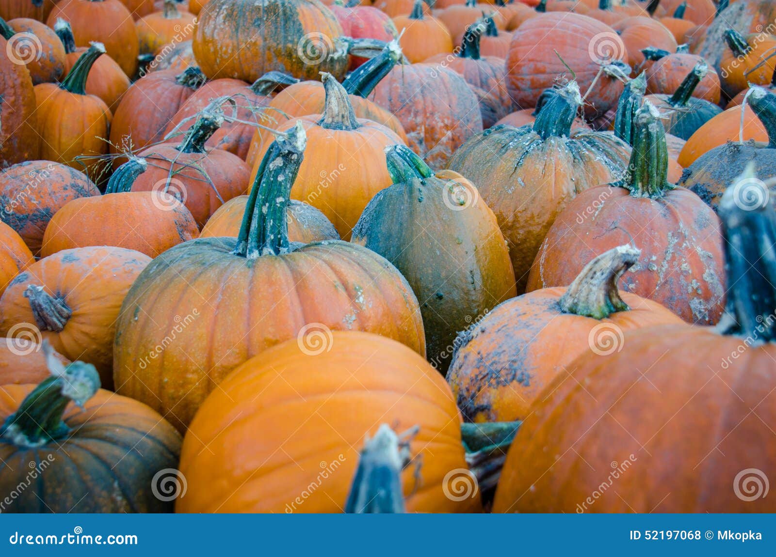 Pumpkins at a Minnesota Pumpkin Patch Stock Photo Image of d7000