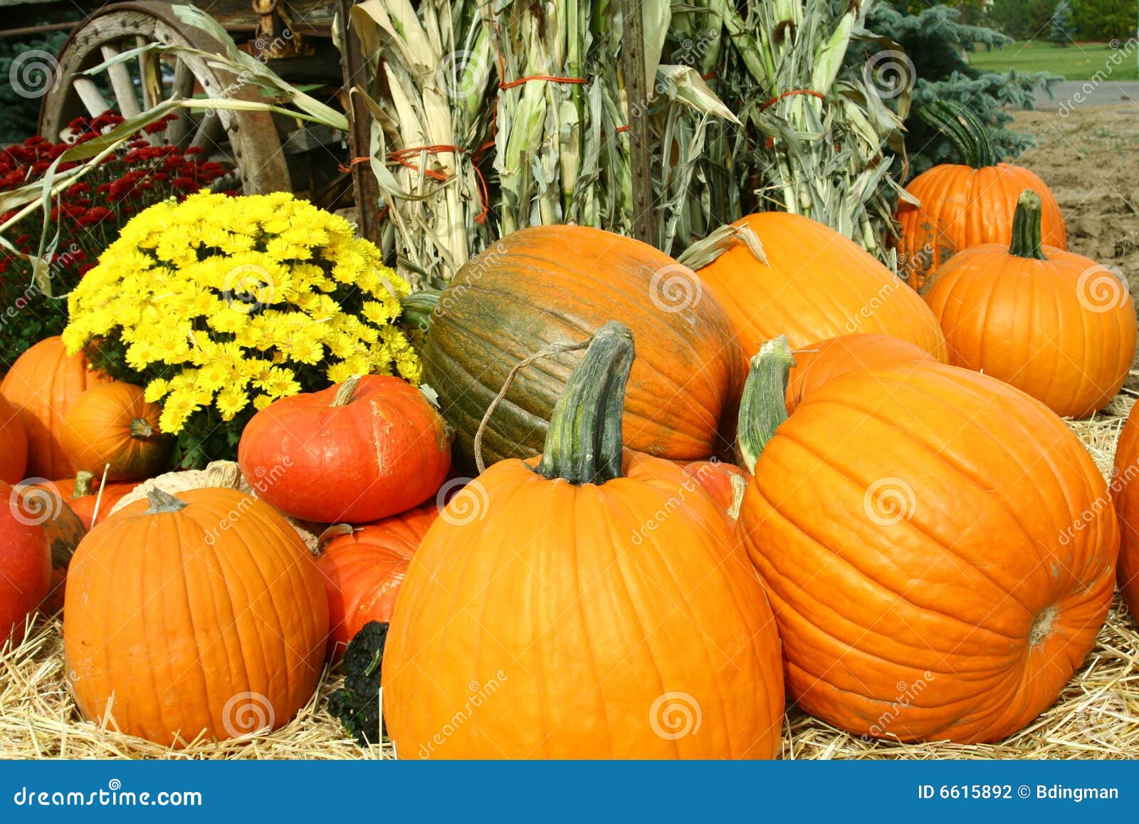 pumpkins, mums and cornstalks