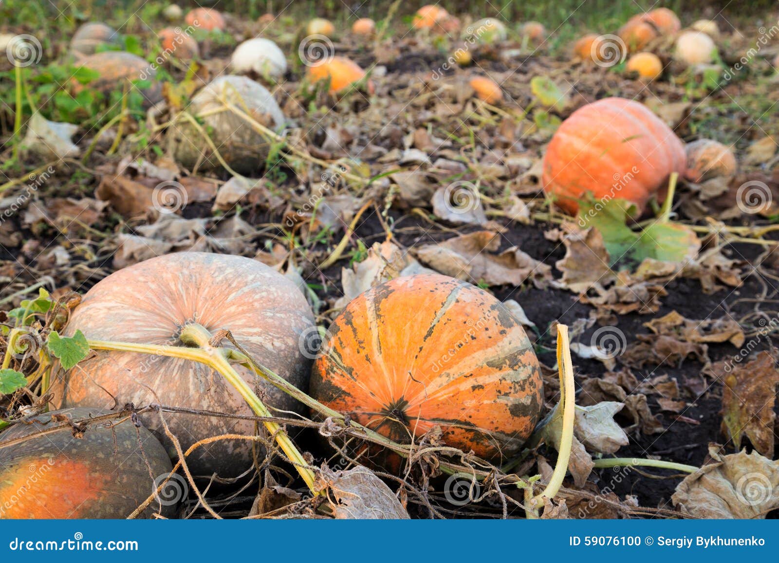 Pumpkins Patch Field with Big Gourds Stock Photo Image of gourd, leaf