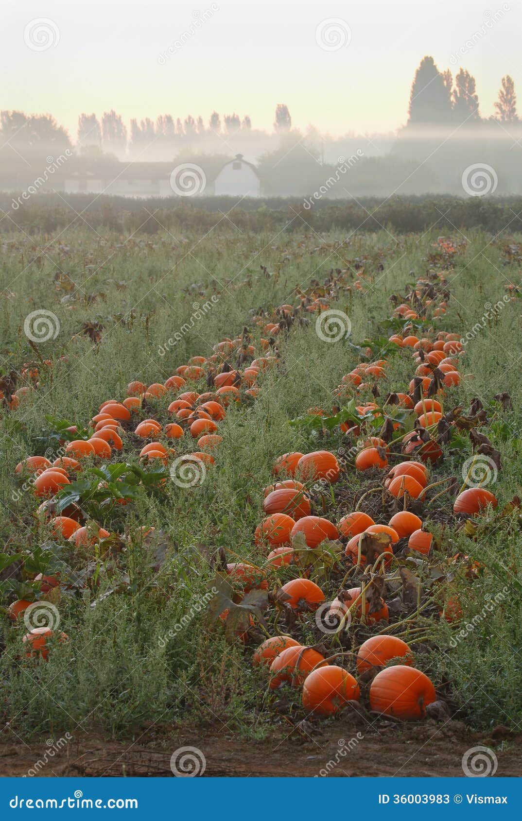 Pumpkins Ready for Harvest stock image. Image of farm 36003983