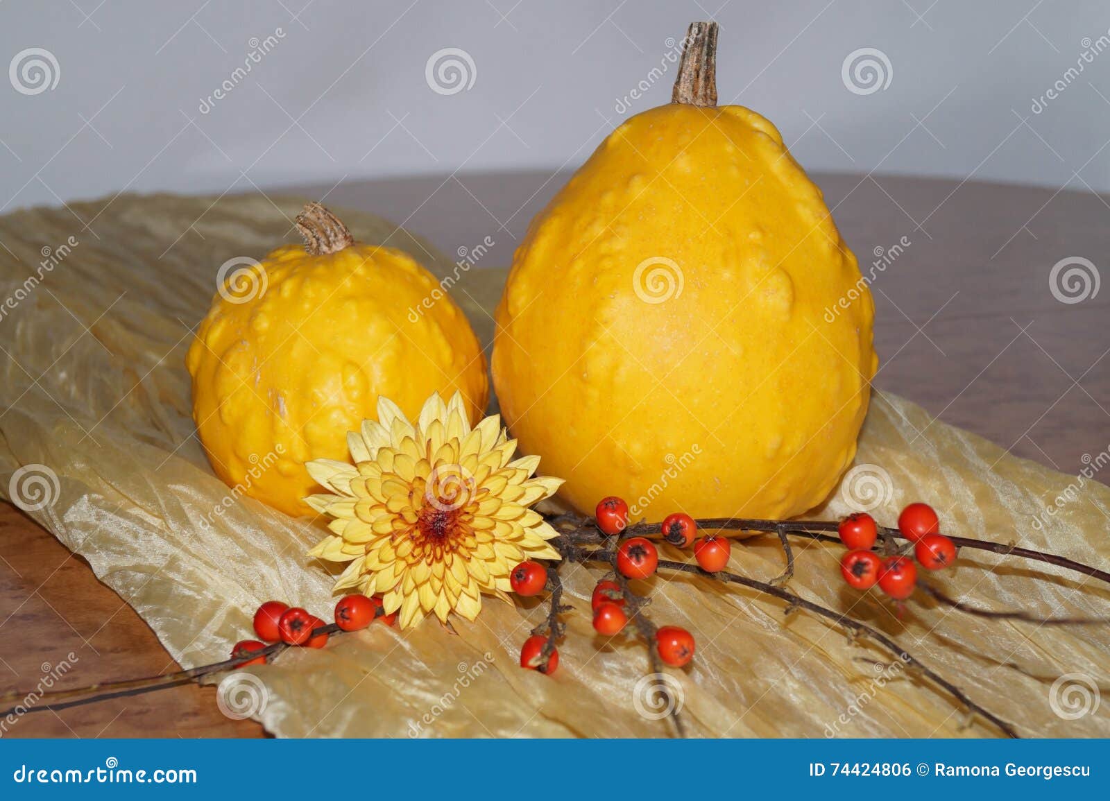 Pumpkins and red berries stock photo. Image of gourd 74424806