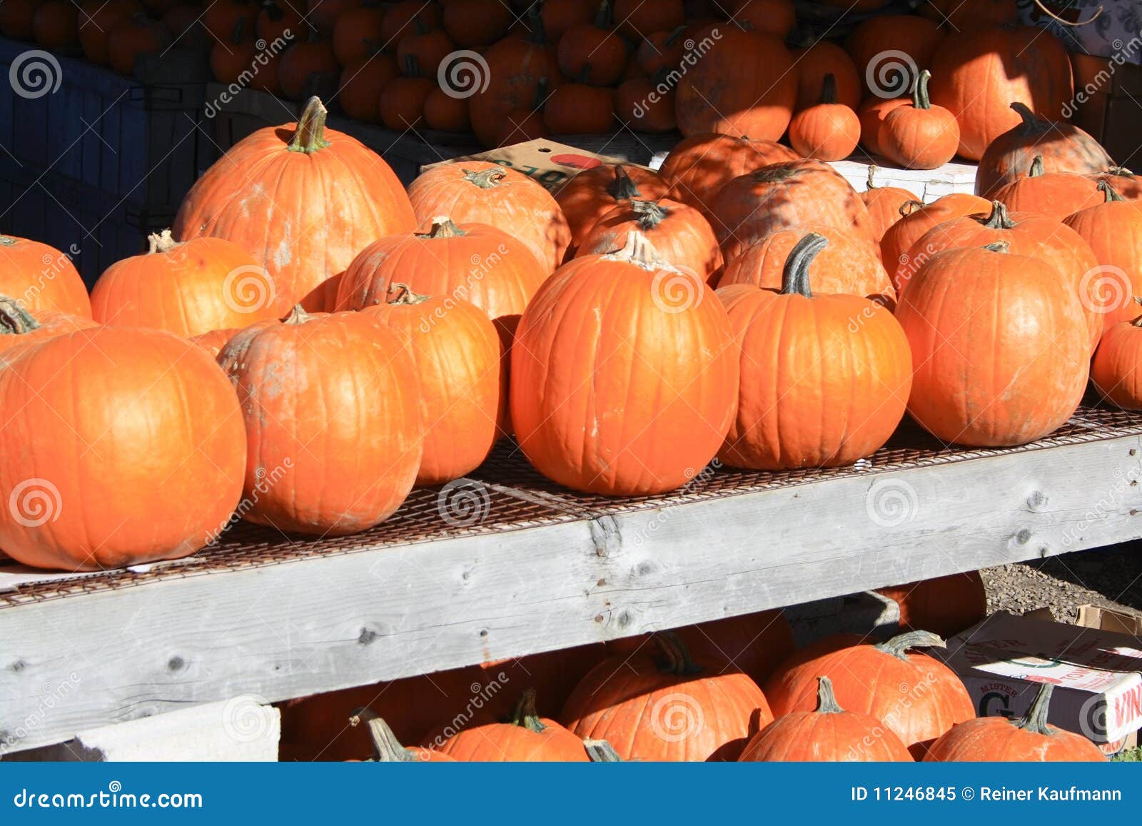 Pumpkins for sale stock image. Image of halloween, united 11246845