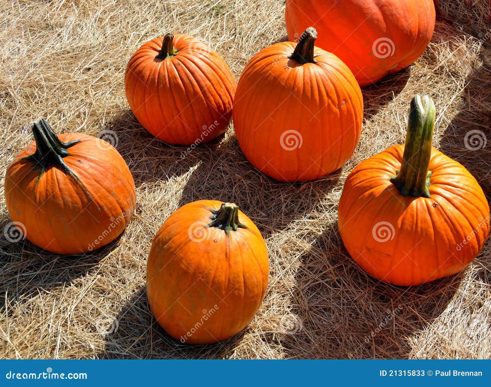 Pumpkins for sale stock image. Image of pumpkins, food 21315833