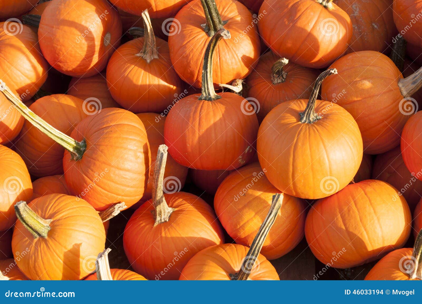Pumpkins for Sale stock photo. Image of sale, fruit, food 46033194
