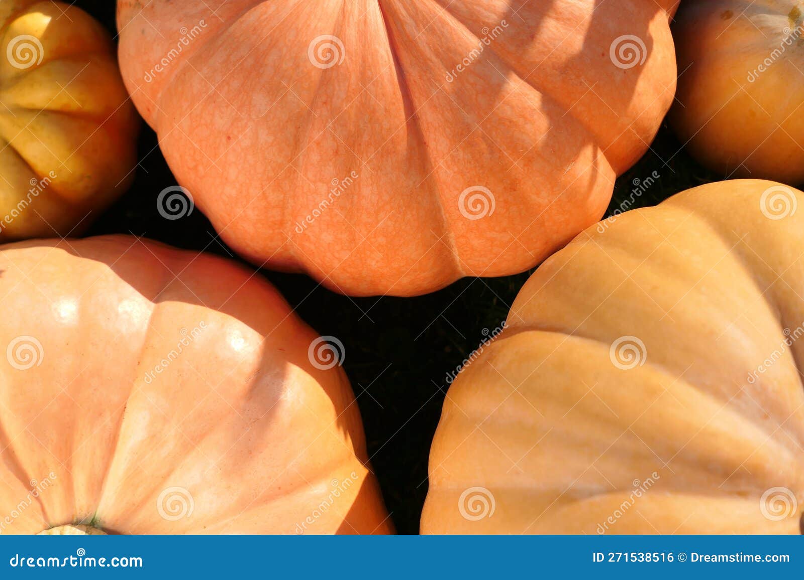 Pumpkins Skins Close Up Background Stock Photo Image of october, harvest 271538516