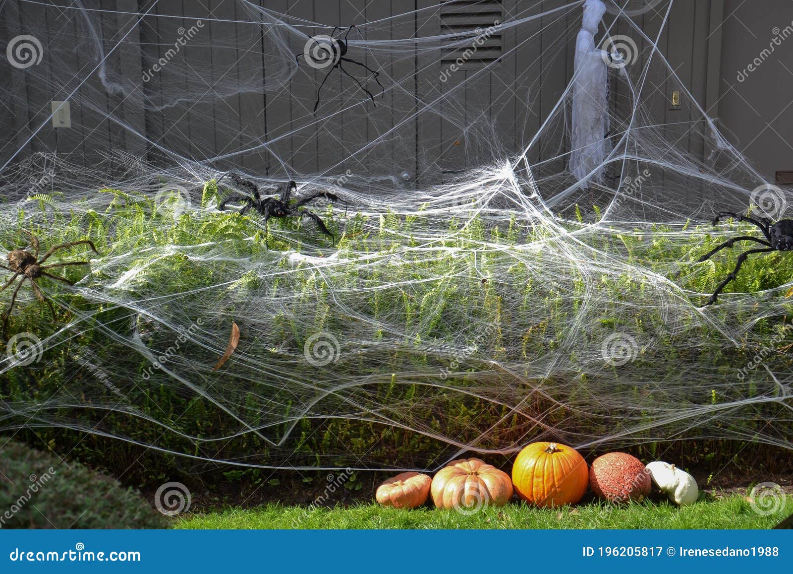 Pumpkins and Spider Nets Decorating a Halloween Front Yard Stock Image