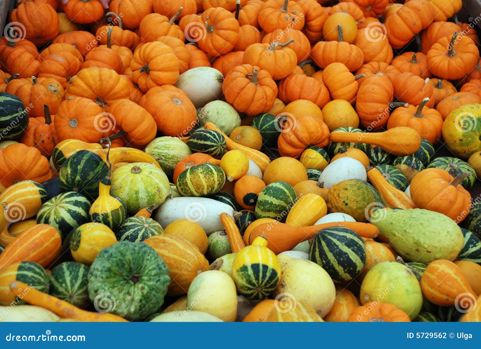 Pumpkins and squashes stock photo. Image of green, halloween 5729562