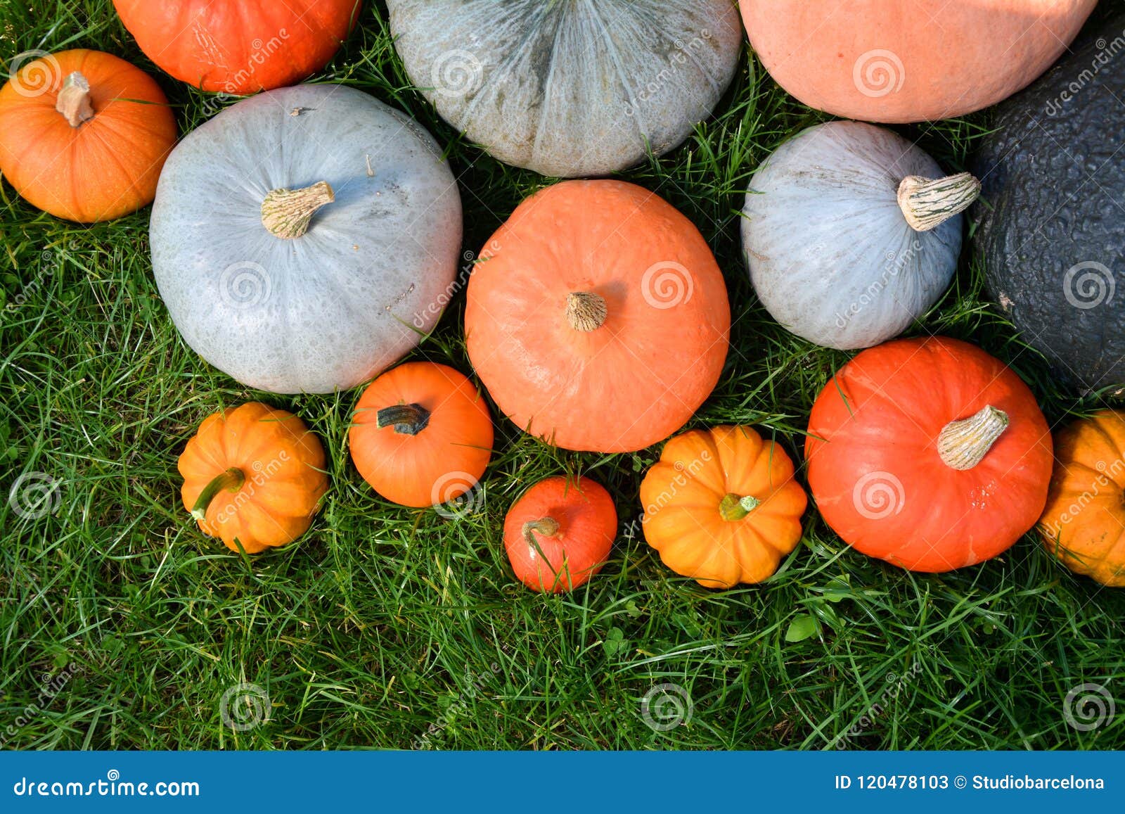 Pumpkins and Squashes Varieties Stock Image Image of autumn, food
