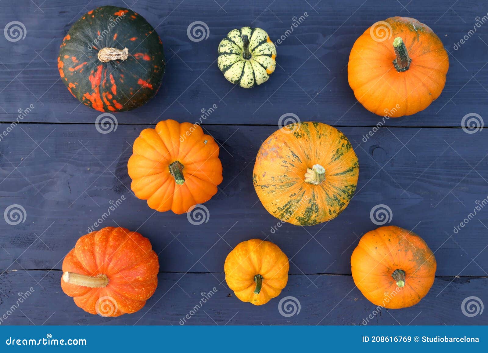 Pumpkins and Squashes Varieties Stock Image Image of colors, october