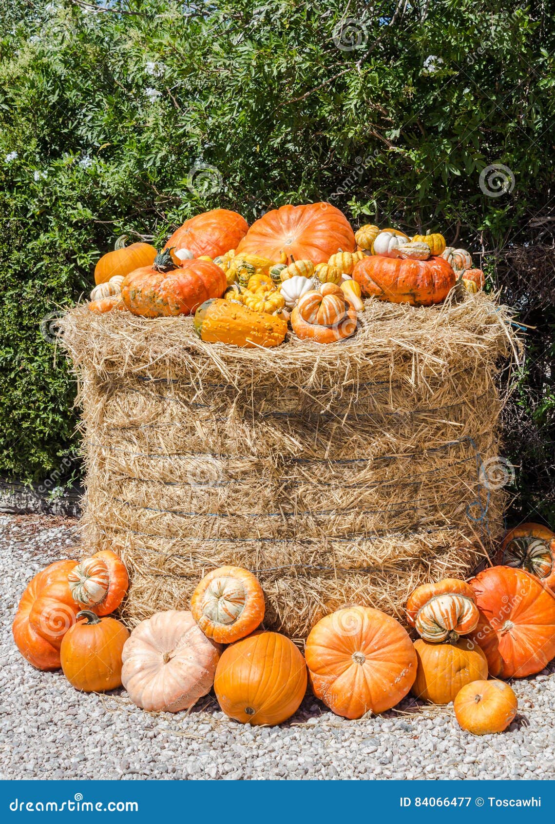 Pumpkins on straw bale stock image. Image of fresh, lifestyle 84066477