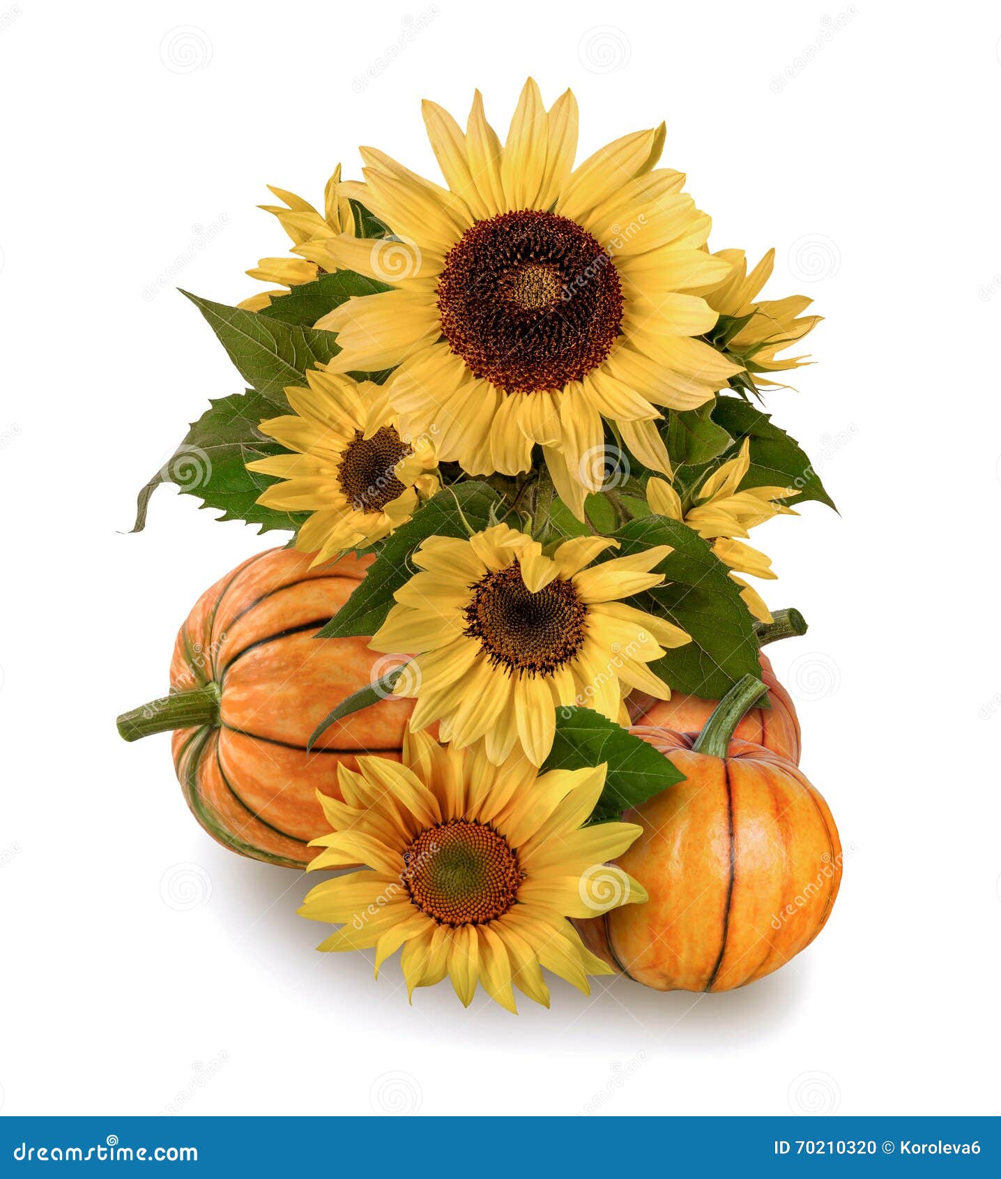 Pumpkins and Sunflowers on a White Background Stock Photo Image of