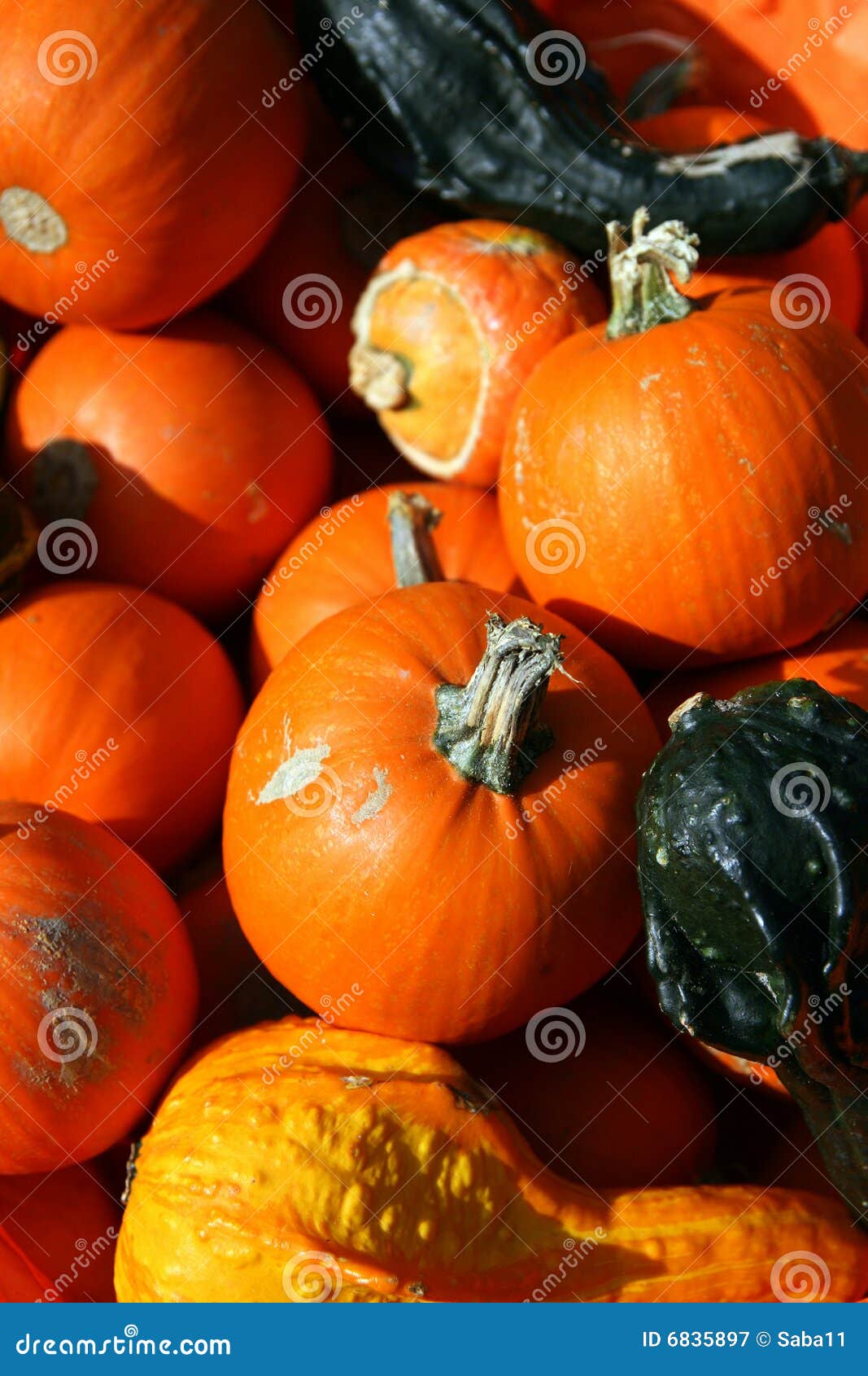 Pumpkins Vegetables Composition Stock Image - Image of colors, pumpkins ...