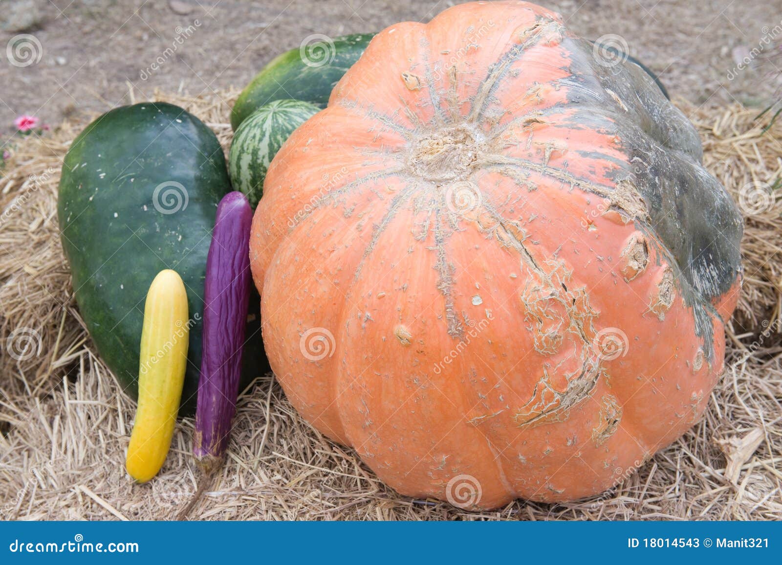 Pumpkins,watermelon and Gourd Harvest. Stock Image Image of colored