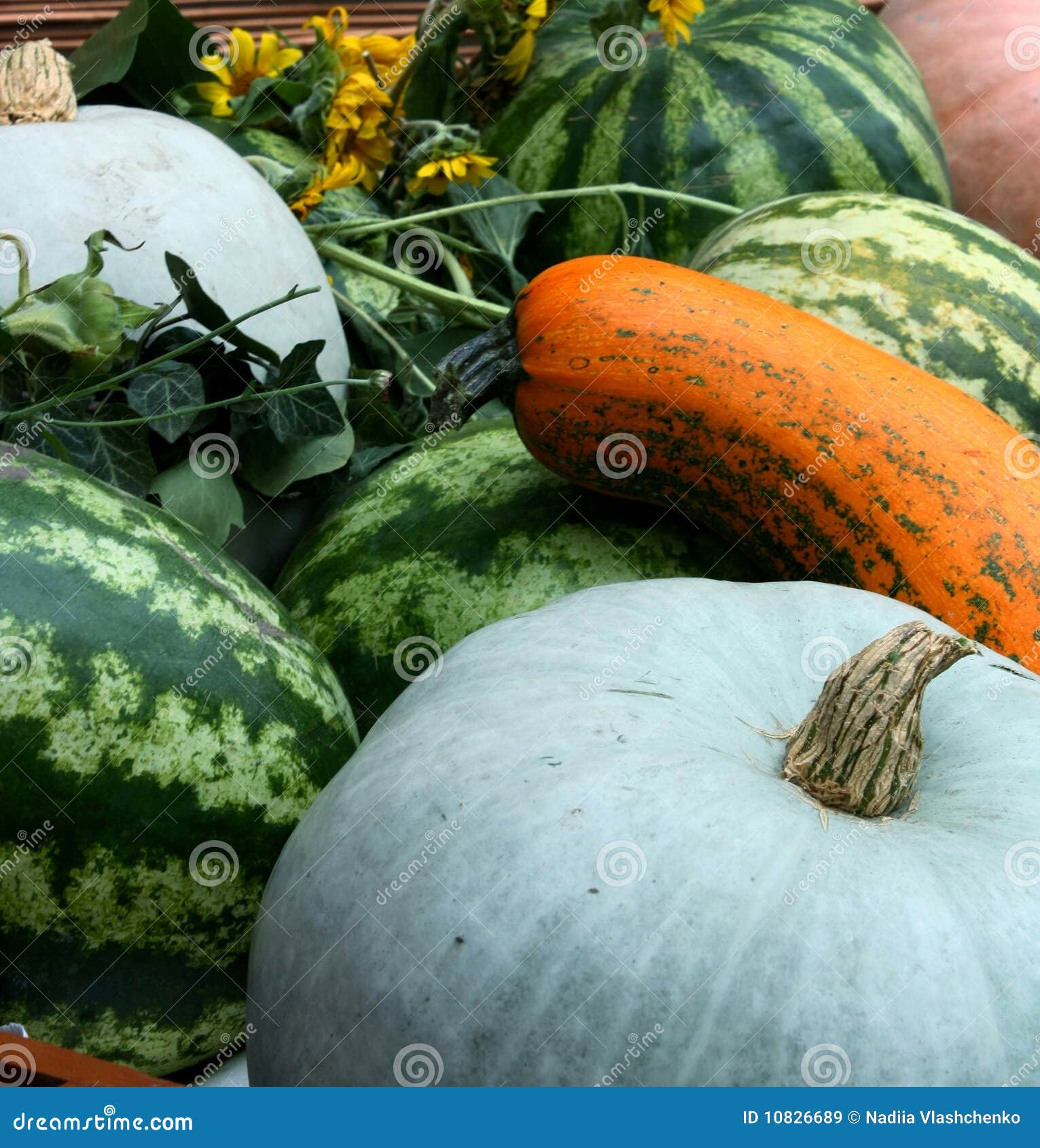 Pumpkins and watermelons stock image. Image of colored 10826689