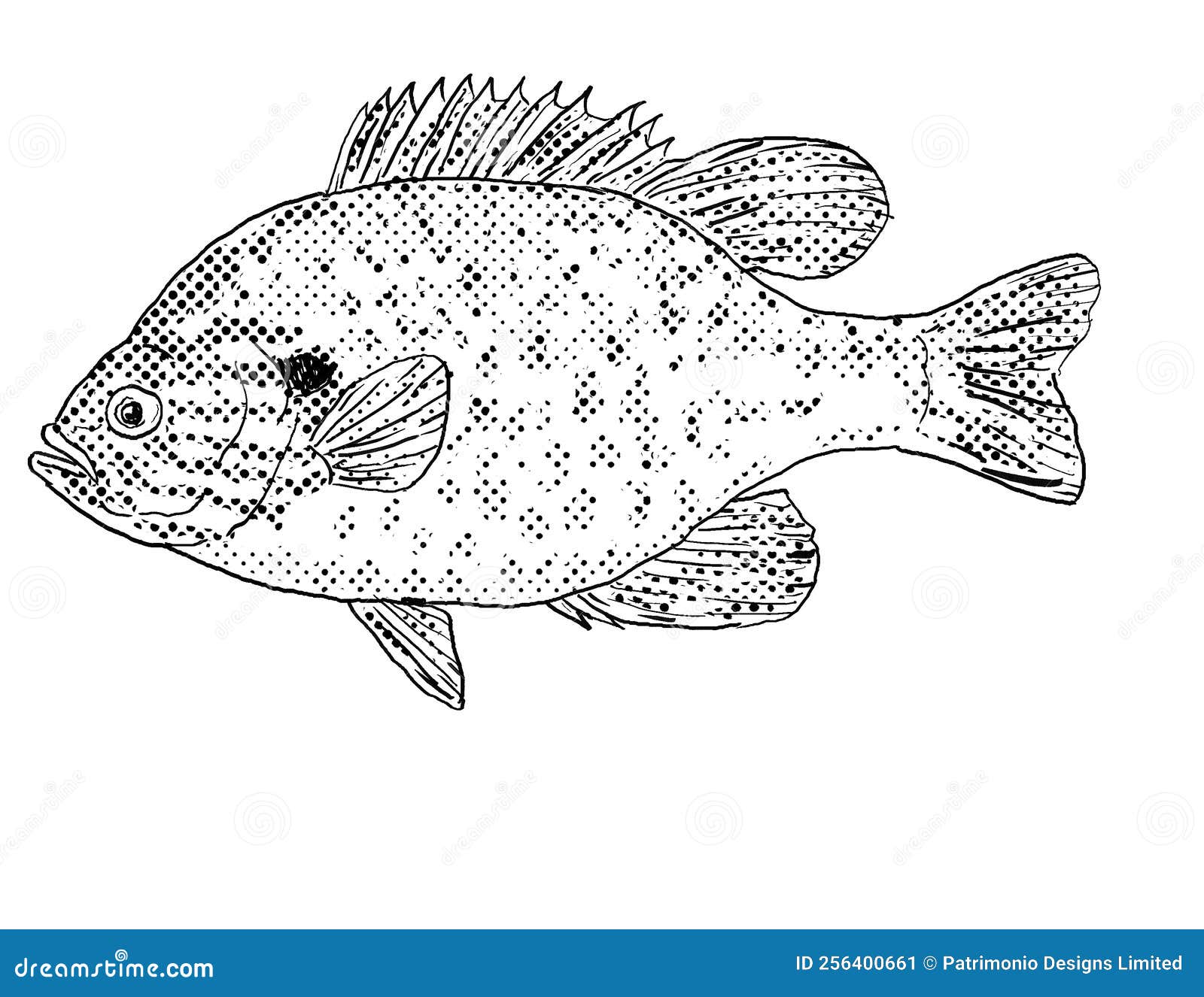 Pumpkinseed X Bluegill Sunfish Lepomis Gibbosus X Macrochirus