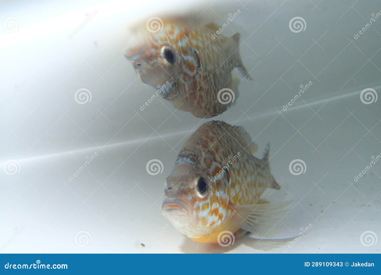 The Pumpkinseed Fish in the Water Alone Stock Image Image of aquarium