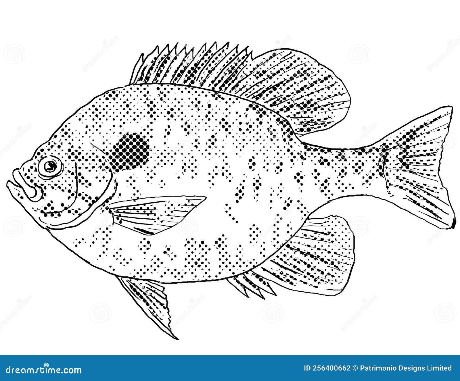 Pumpkinseed Lepomis Gibbosus Freshwater Fish Cartoon Drawing Royalty ...