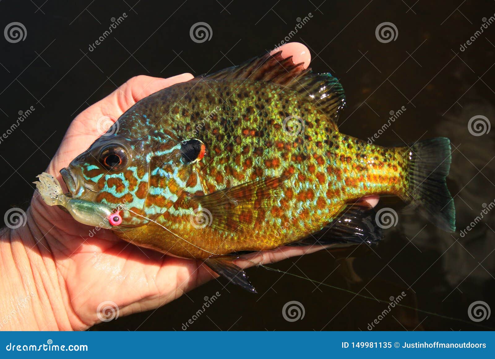 Pumpkinseed Sunfish Panfish Held by Man Fishing Stock Image