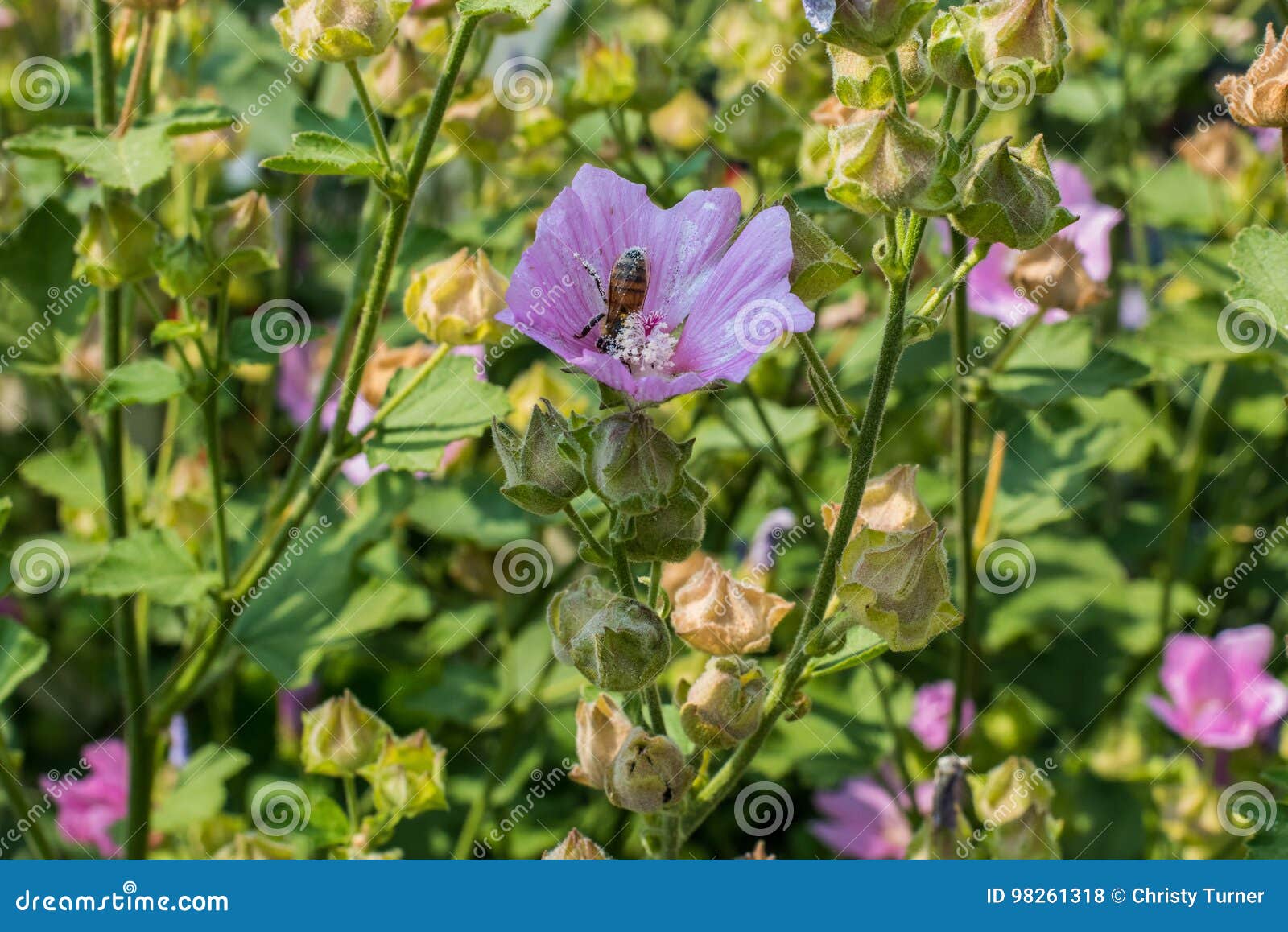 Pumpor för bild för coveringfält mycket. Pumpor i överflöd i ett fält