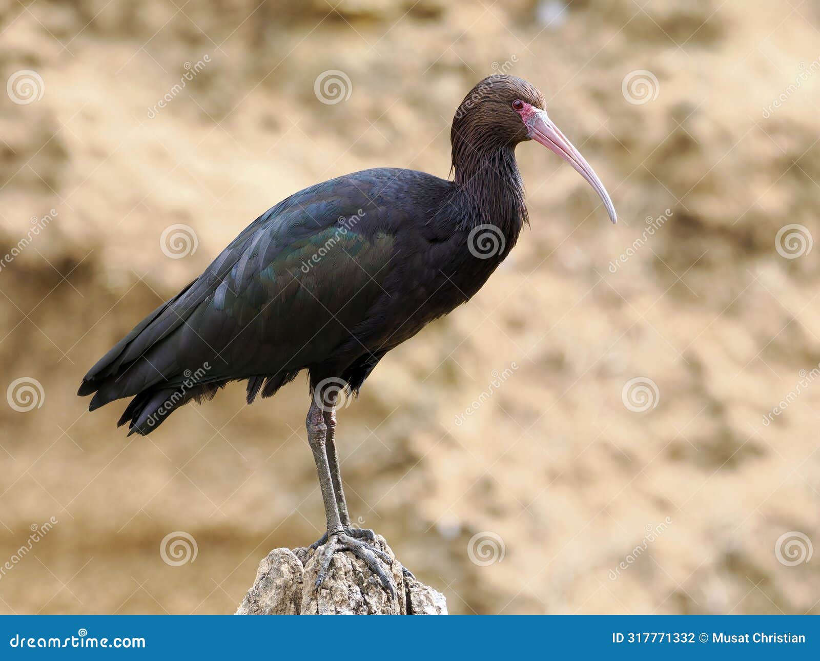 puna ibis standing on rock