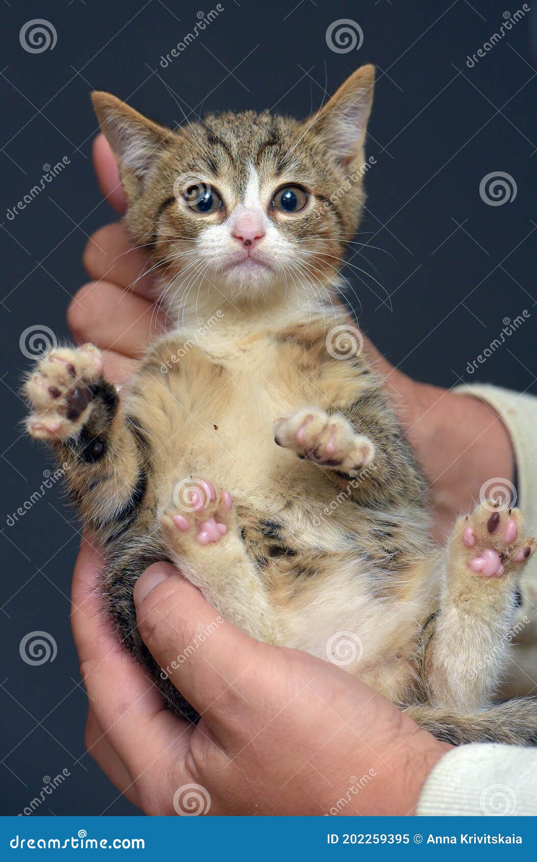 Punished Tabby Kitten is Held by the Scruff of the Neck Stock Image