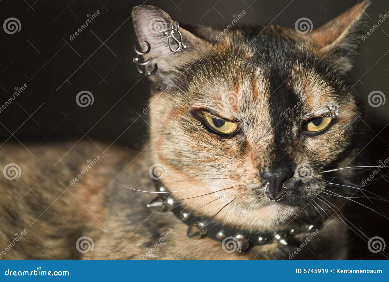 punk cat collar