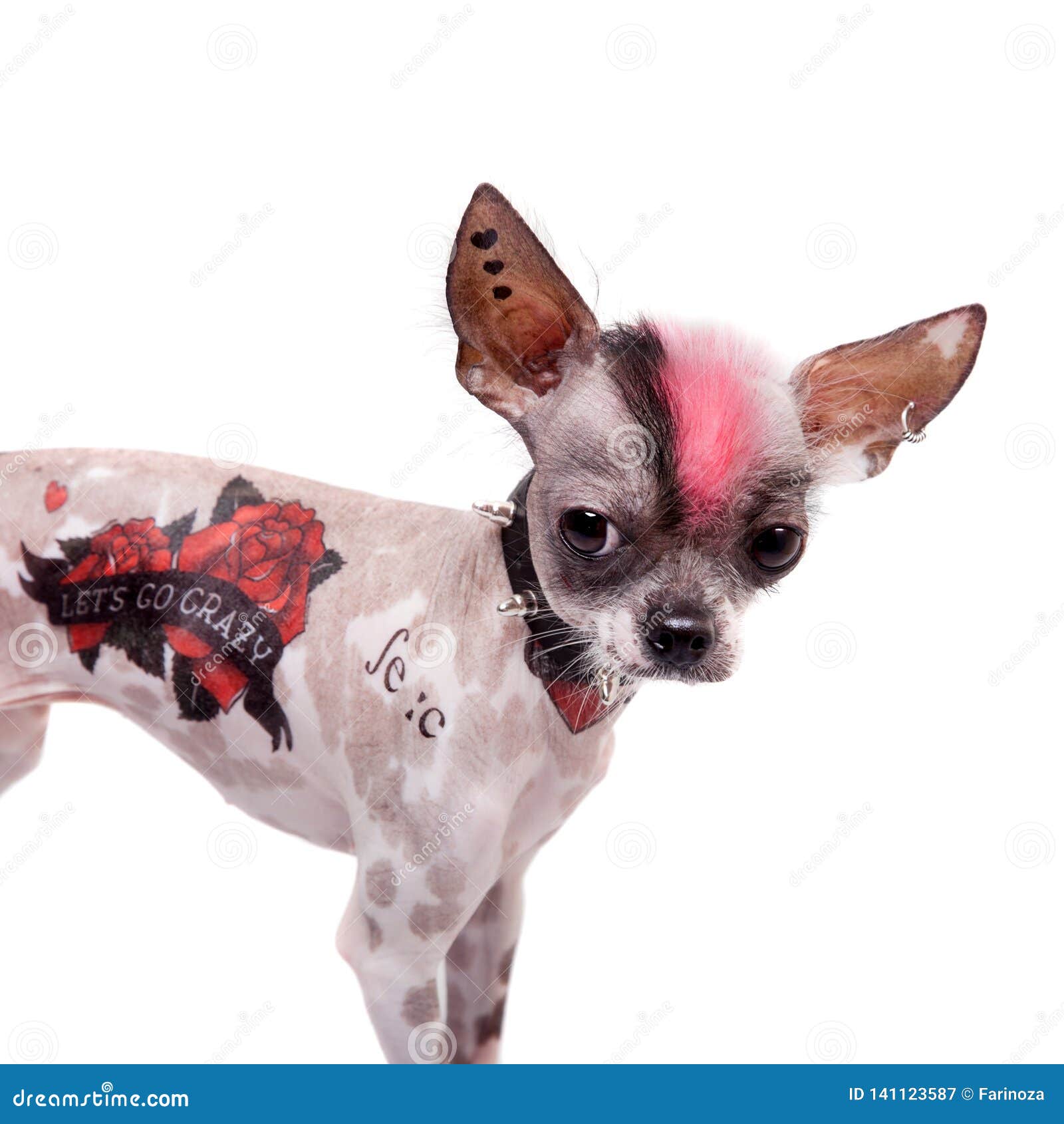 angelgalindoletteringearscartoonletteringchihuahua