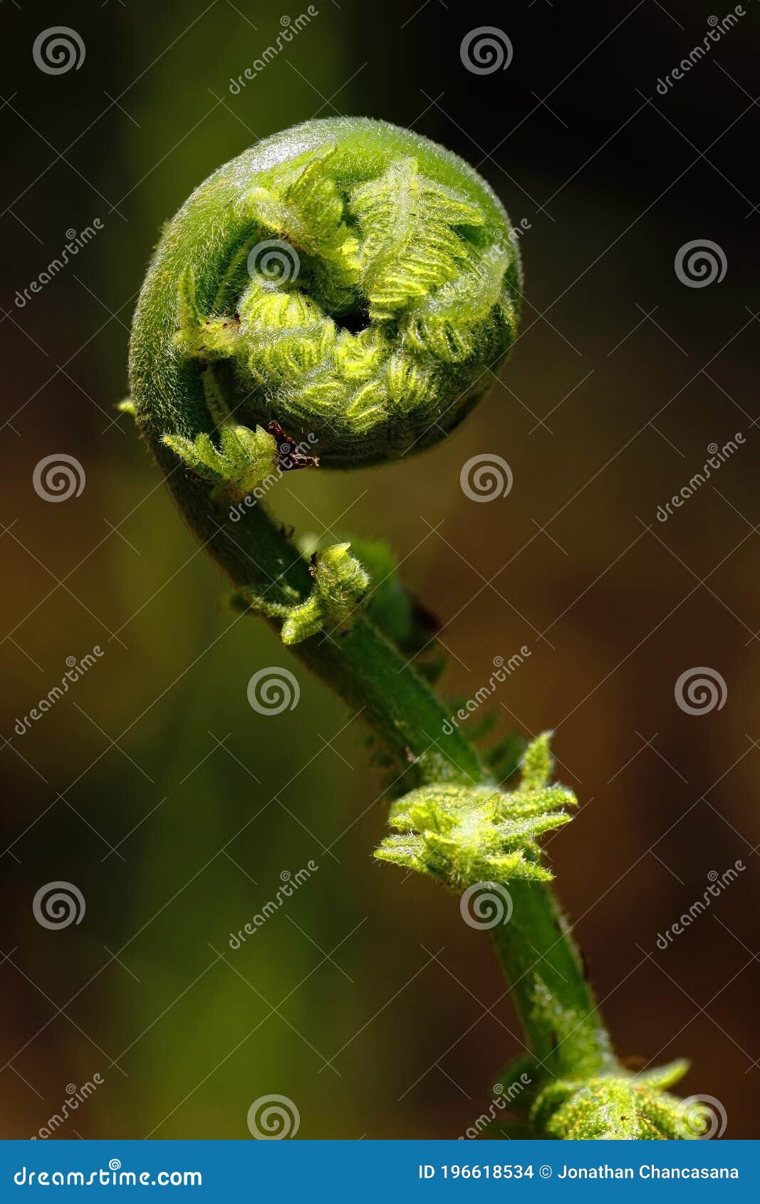 punta de helecho pteridium aquilinum