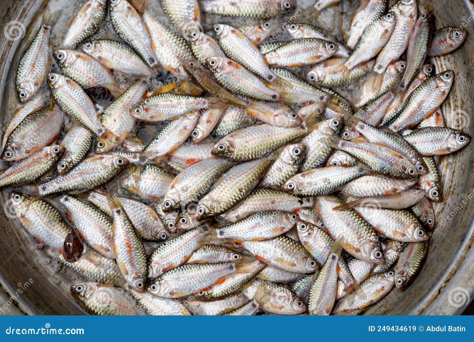 punti fish also known as putti fish.freshwater fish.