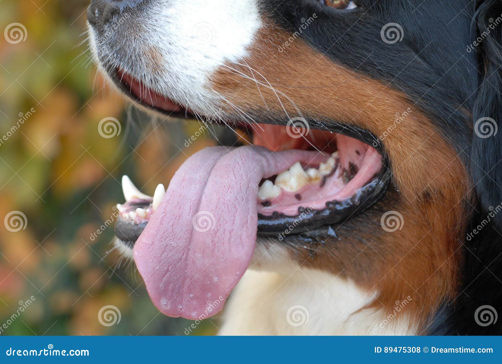 Собака открывает рот и часто дышит