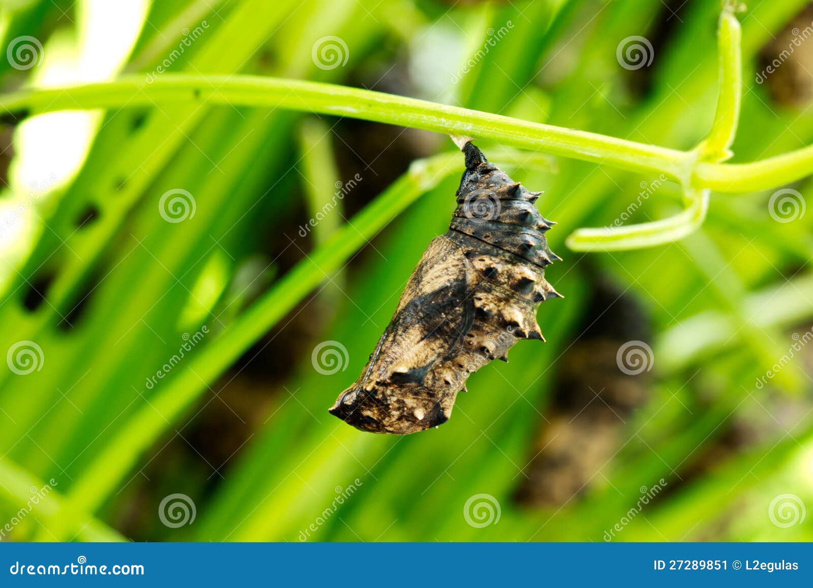 Pupa Pupa
