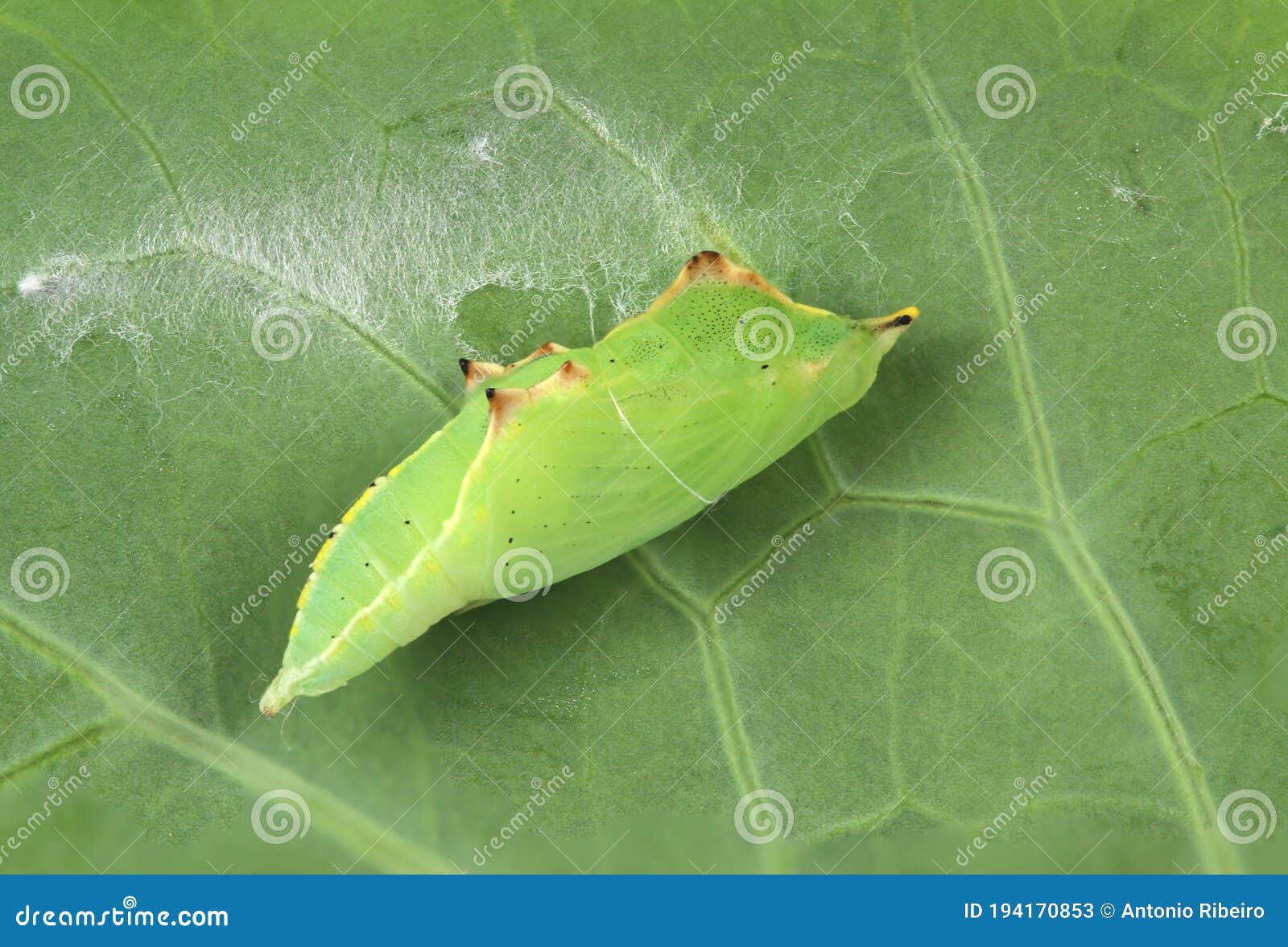 Pupa of the Cabbage White Butterfly Stock Image Image of insect