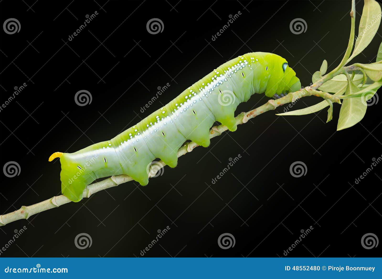 Pupa Cocoon Butterfly Isolate Black on Leaf Stock Photo Image of