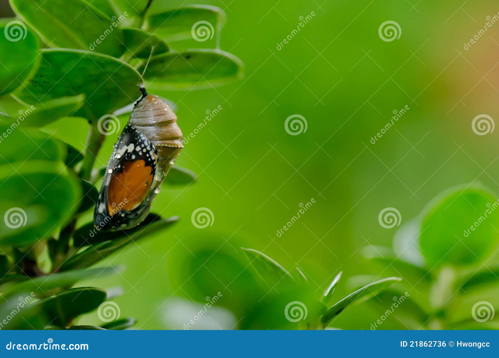 pupa plain tiger butterfly