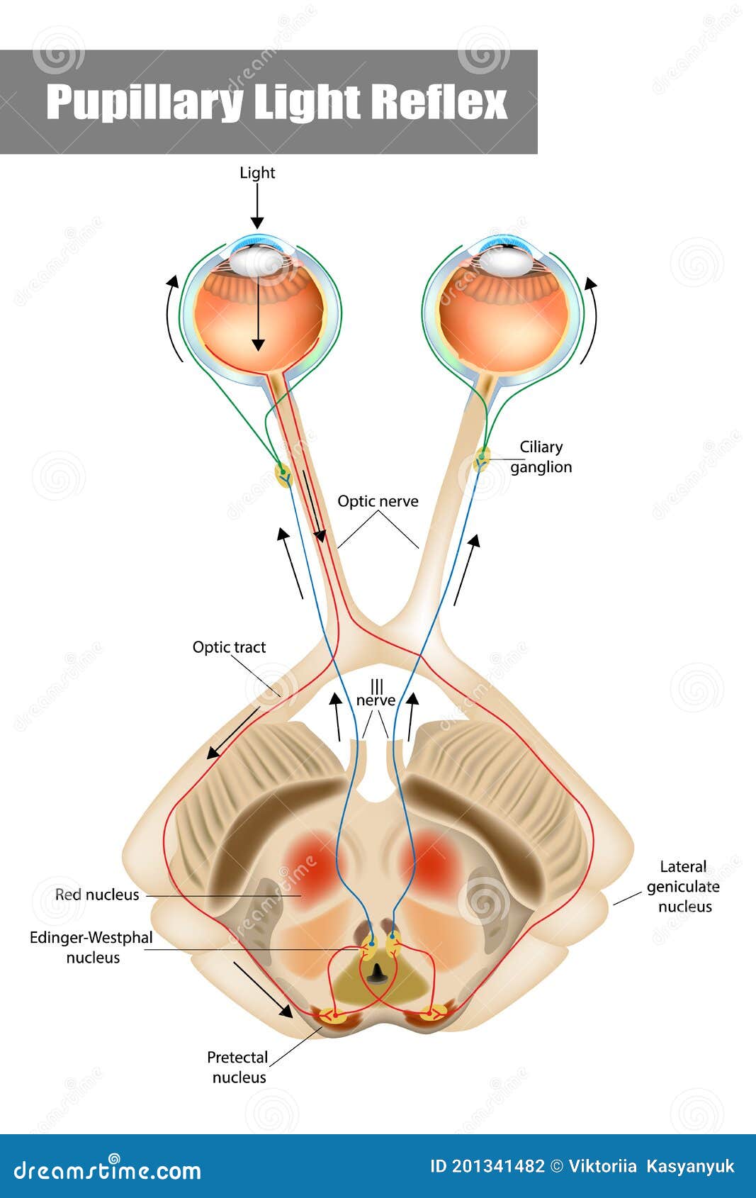 Автор рефлекс. Pupillary Light Reflex. Путь зрачкового рефлекса анатомия. Зрачковый рефлекс анатомия. Функциональный зрачковый блок.