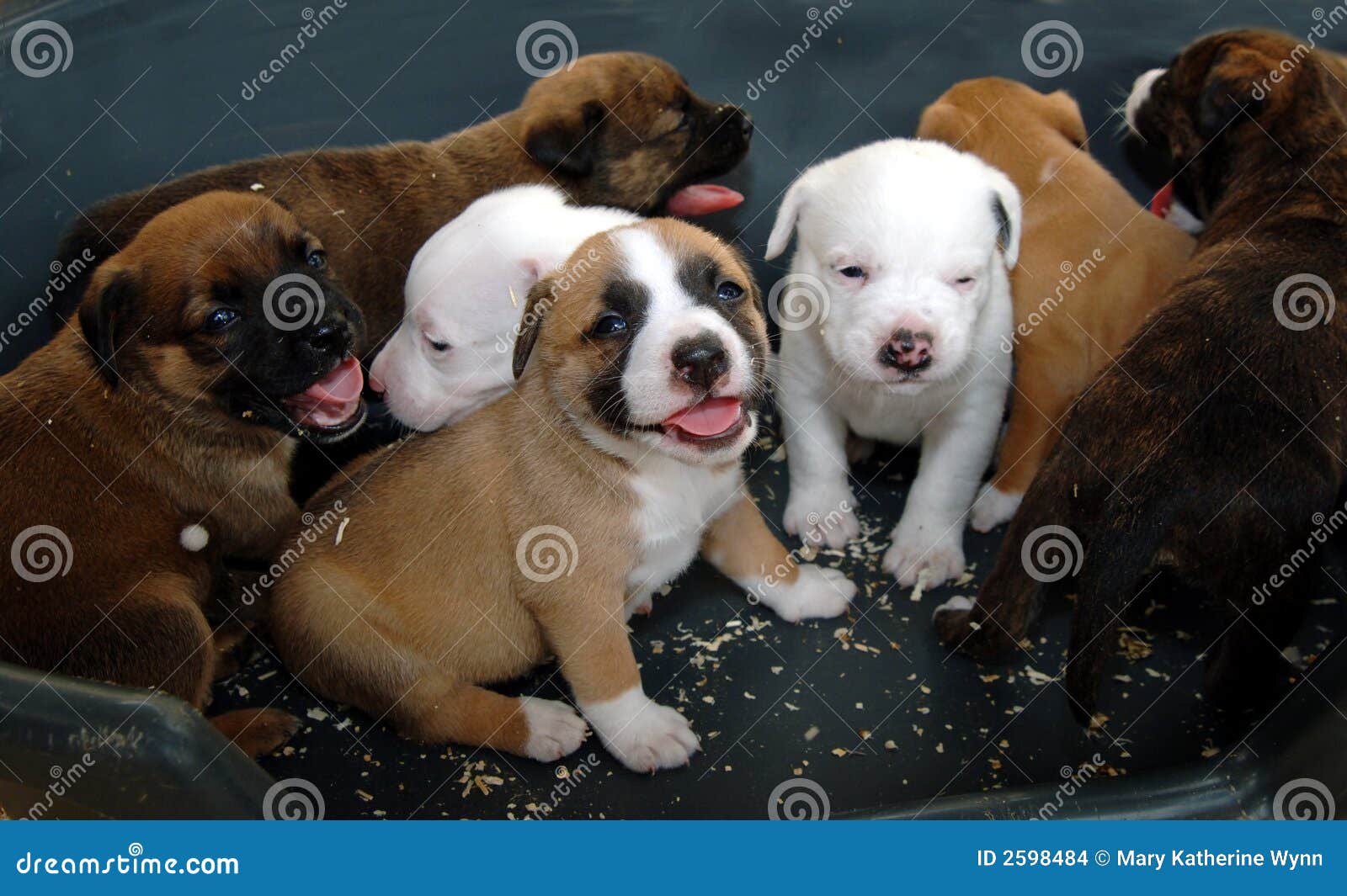 Puppies Stock Photo Image Of Babies Litter Breed Infant 2598484