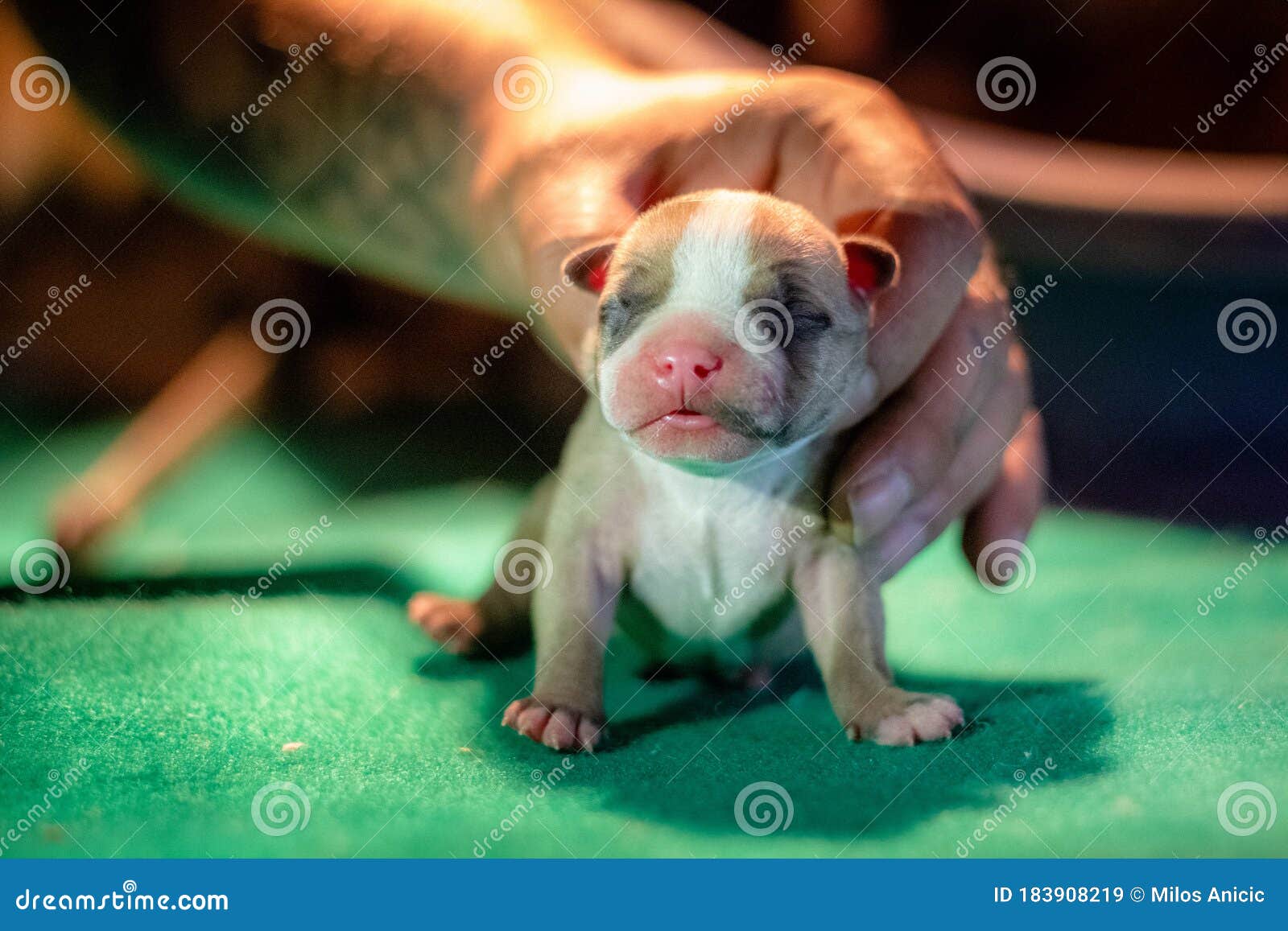 5 Types Of American Bully Sizes Body Head American Bully Daily