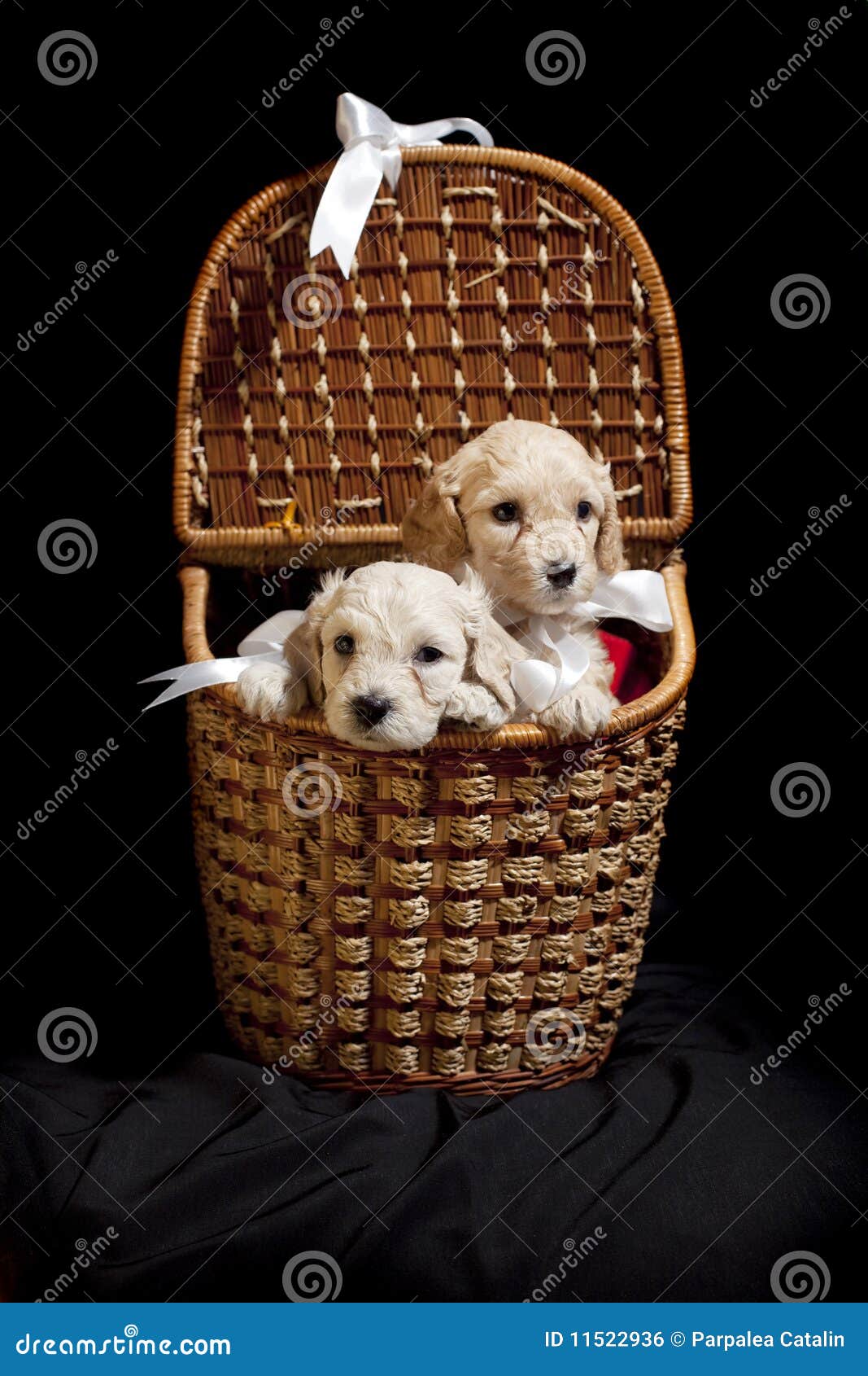Puppies in a basket stock photo. Image of lovable, dogs 11522936