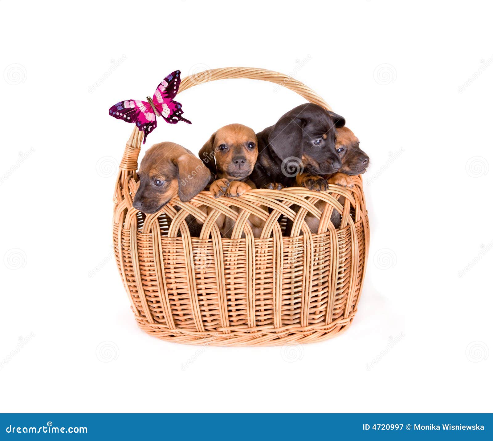 Puppies in Basket stock image. Image of isolated, pedigreed 4720997