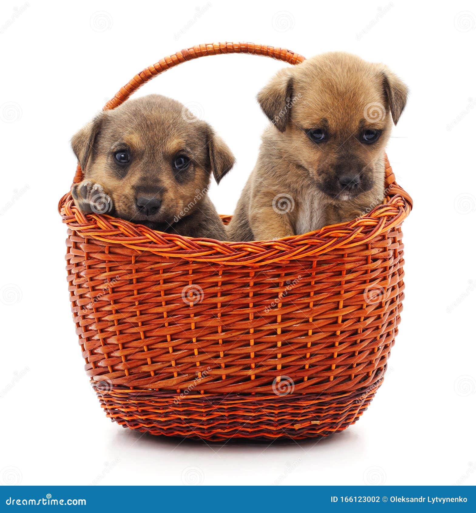 Puppies in a basket stock photo. Image of pets, mammals 166123002