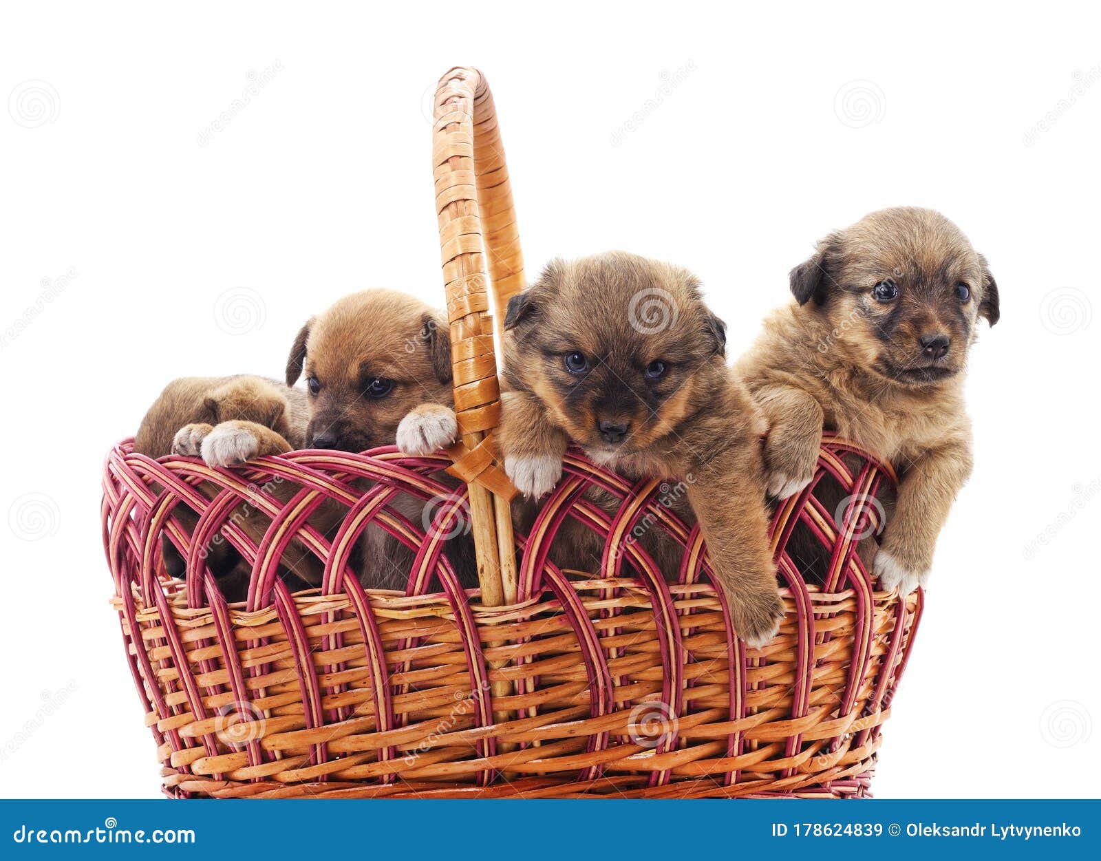 Puppies in a basket stock image. Image of animals, four 178624839