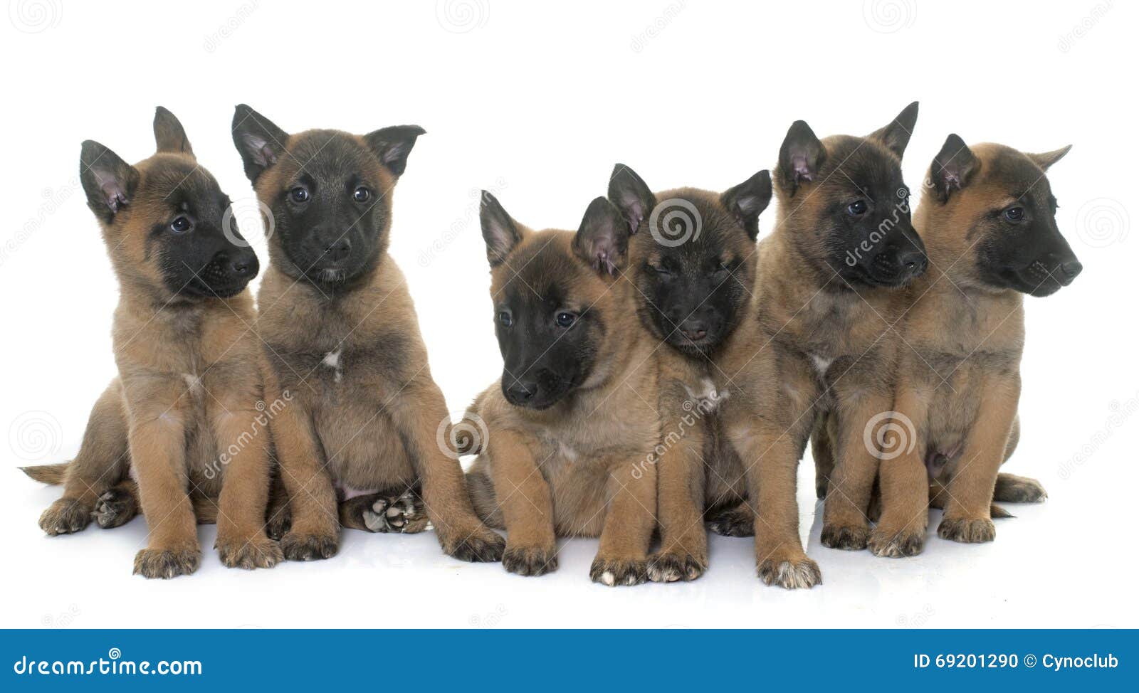 puppies belgian shepherd malinois